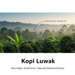 Montuno Kopi Luwak Arabica Coffee, Premium Gourmet, 1 Lb (Whole Bean)